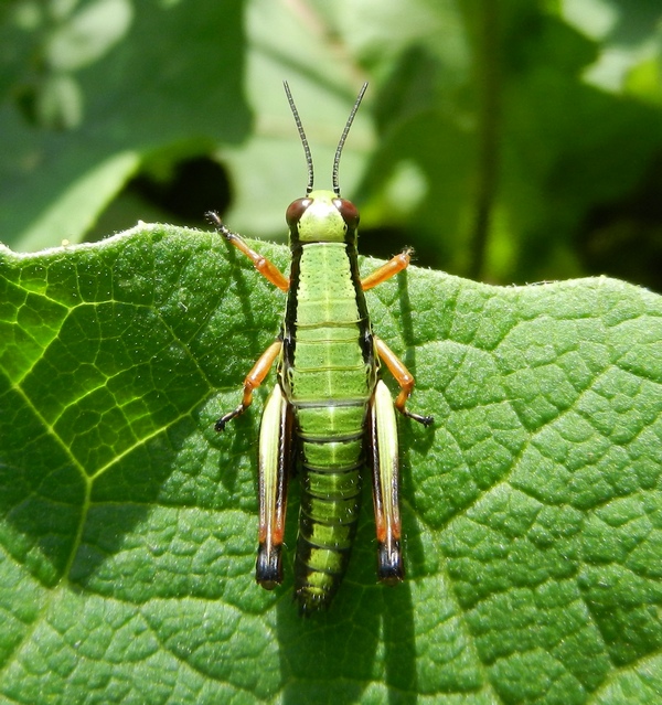 Acrididae da Id.